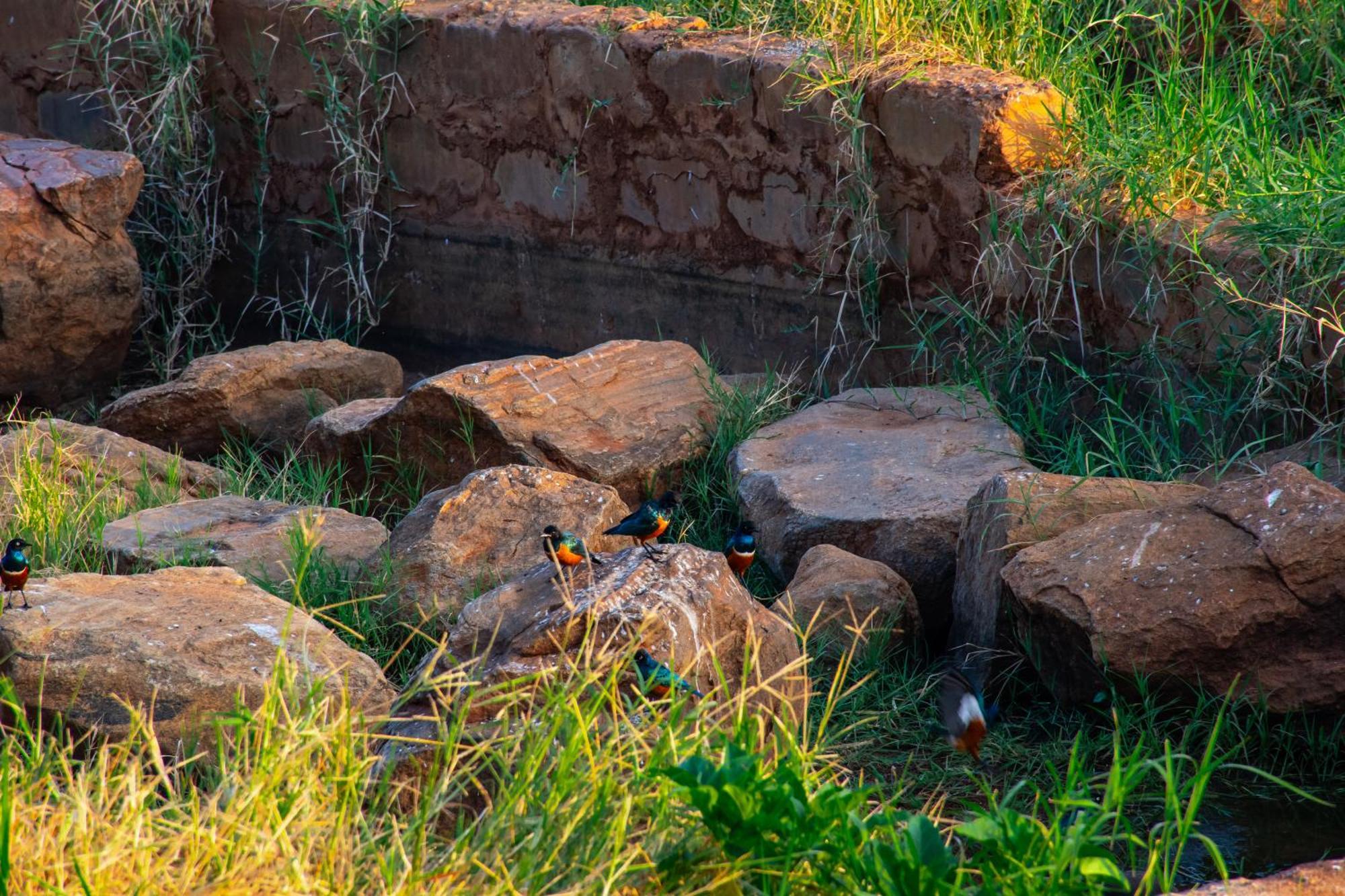 Voi Safari Lodge المظهر الخارجي الصورة